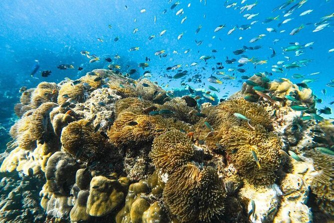 Phi Phi , Khai & Maya : Unforgettable Island Hopping by Speedboat - Who Will Love This Tour?