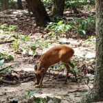 Phnom Penh: Buddha Kiri and Phnom Tamao Zoo Private Day Trip - Practical Details and Tips
