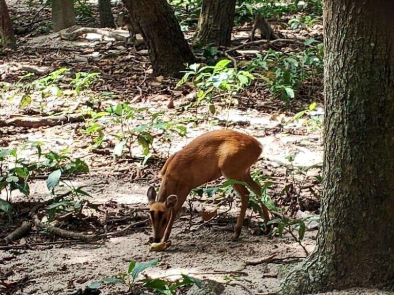 Phnom Penh: Buddha Kiri and Phnom Tamao Zoo Private Day Trip - Practical Details and Tips