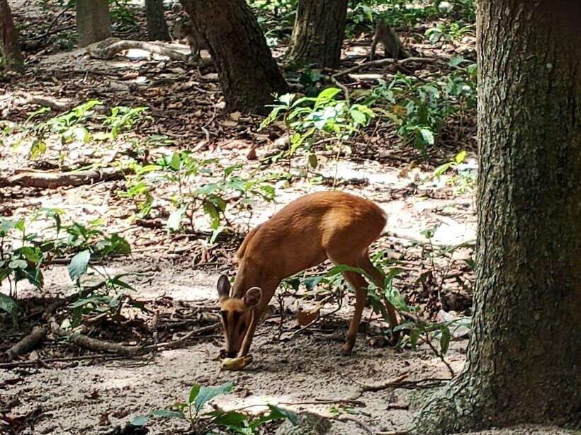 Phnom Penh: Buddha Kiri and Phnom Tamao Zoo Private Day Trip - Practical Details and Tips
