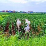 Phnom Penh Countryside Cycle Tour - The Value of This Tour