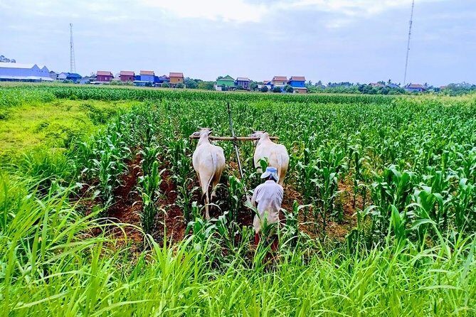 Phnom Penh Countryside Cycle Tour - The Value of This Tour