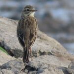 Phnom Penh & Kirirom National Park Birds Tour - Practical Tips for Your Visit