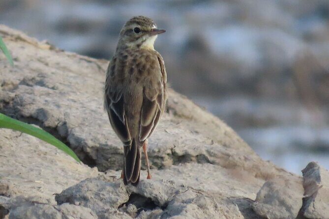 Phnom Penh & Kirirom National Park Birds Tour - Practical Tips for Your Visit
