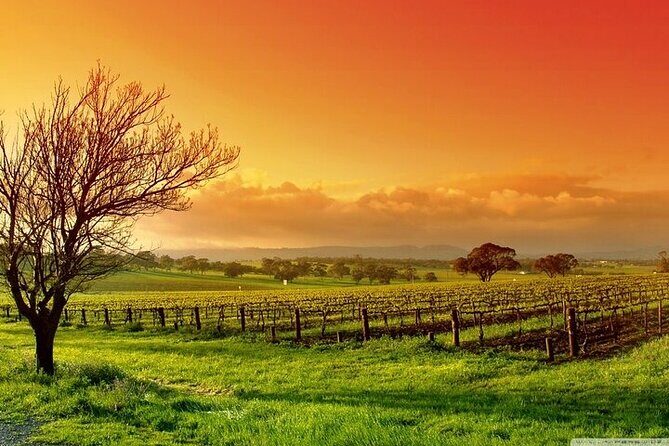 Phoenix Vortex to Vineyard Shared Tour - An In-Depth Look at the Phoenix Vortex to Vineyard Tour