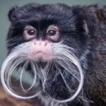 Phoenix Zoo Admission Ticket - The Animal Exhibits and Highlights