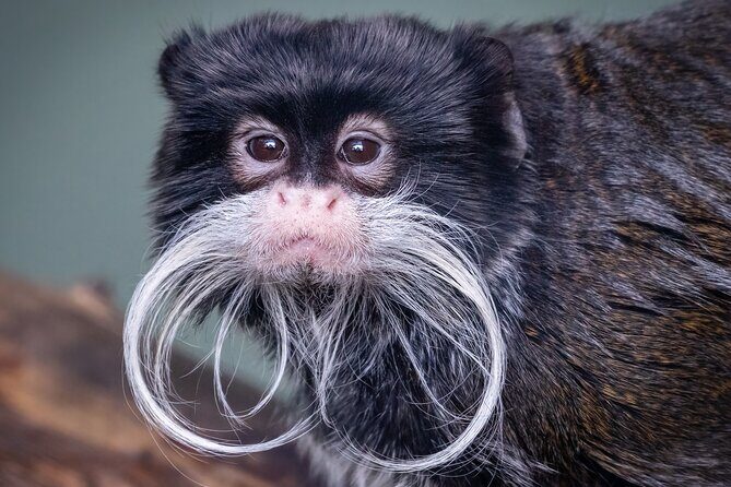 Phoenix Zoo Admission Ticket - The Animal Exhibits and Highlights