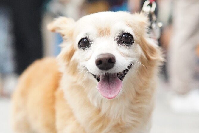 Photo Tour in Asakusa Tokyo - A Deep Dive into the Asakusa Photo Tour