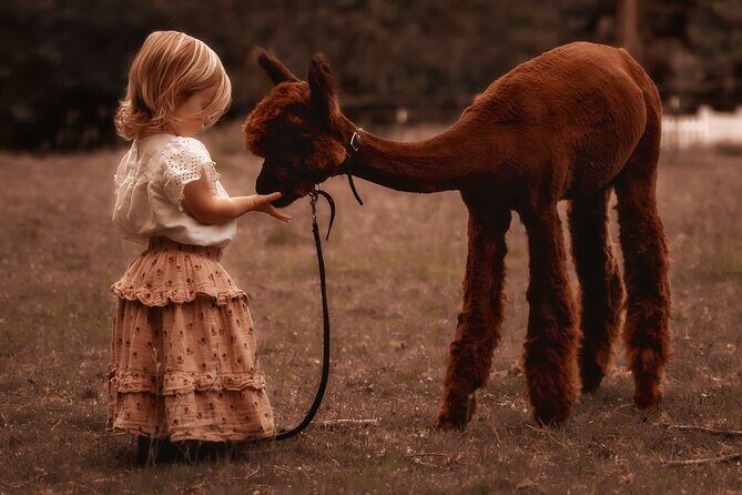 Photoshoot with Alpacas and Farm Experience near Seattle - What Travelers Say and Why It Matters
