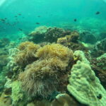 Phu Quoc: Snorkeling and Island Hopping by Speedboat & Lunch - Authentic Insights from Travelers