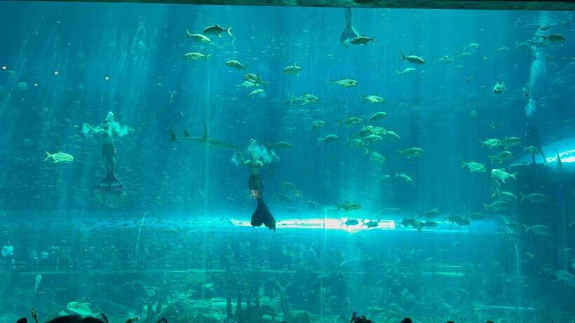 Phu Quoc VinWonders Theme Park And Safari Wildlife Tour - Why This Tour Works Well