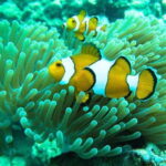 Phuket: 3 Khai Islands Snorkeling and Relaxation Tour - What Travelers Say: Authentic Experiences and Tips