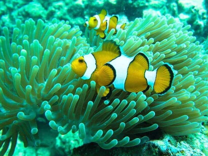 Phuket: 3 Khai Islands Snorkeling and Relaxation Tour - What Travelers Say: Authentic Experiences and Tips