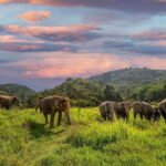 Phuket: Bukit Elephant Park Sanctuary Walk and Feed Tour - The Itinerary: A Day in the Sanctuary