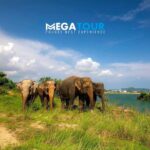 Phuket City Tour & Elephant Sanctuary: Sights, Tastes, Culture - A Deep Dive into the Phuket City Tour & Elephant Sanctuary