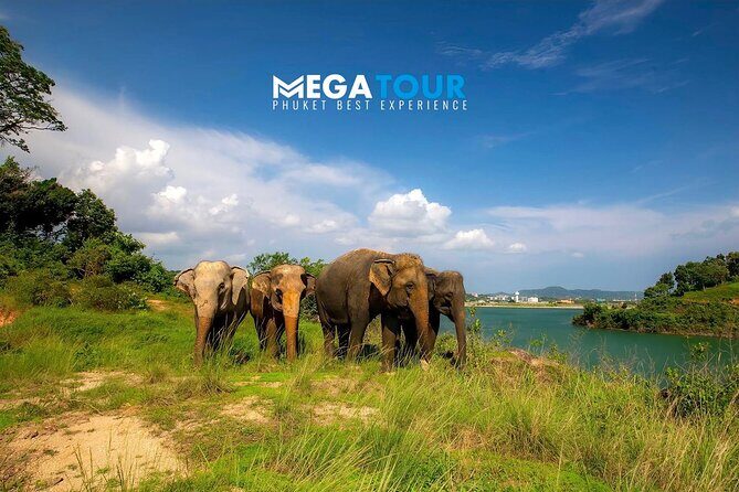 Phuket City Tour & Elephant Sanctuary: Sights, Tastes, Culture - A Deep Dive into the Phuket City Tour & Elephant Sanctuary