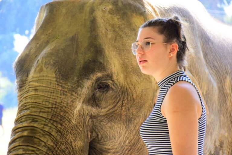 Phuket: Elephant Feeding Program - Detailed Breakdown of the Experience