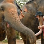 Phuket: Elephant Jungle Sanctuary Ethical Feeding Experience - Who will love this tour?