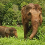 Phuket: Elephant Nature Reserve Entry Ticket and Guided Tour - The Sum Up: Who Is This Tour Best For?