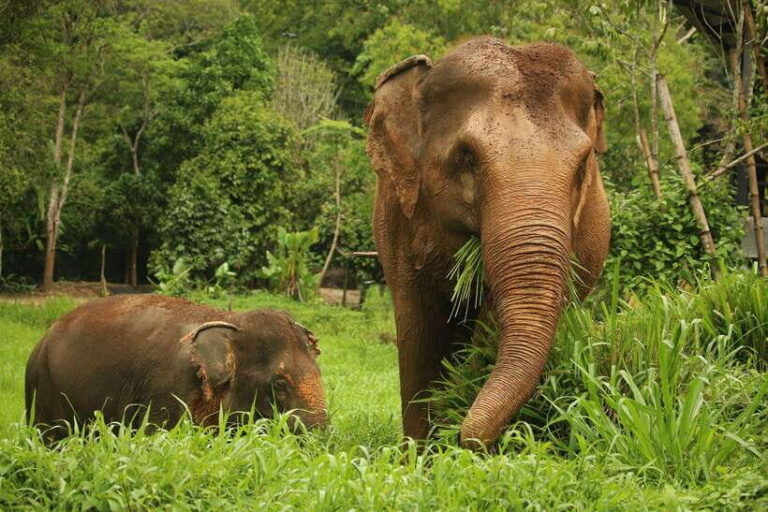Phuket: Elephant Nature Reserve Entry Ticket and Guided Tour - The Sum Up: Who Is This Tour Best For?