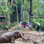 Phuket Elephant Nature Reserve Ethical Sanctuary - Who Will Love This Tour?