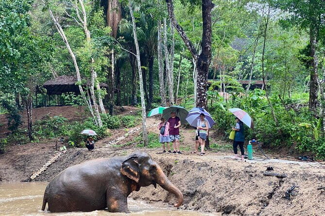 Phuket Elephant Nature Reserve Ethical Sanctuary - Who Will Love This Tour?