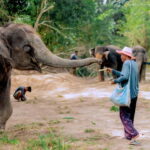 Phuket: Elephant Sanctuary Feed and Bathe Gentle Giants - Exploring the Experience in Detail