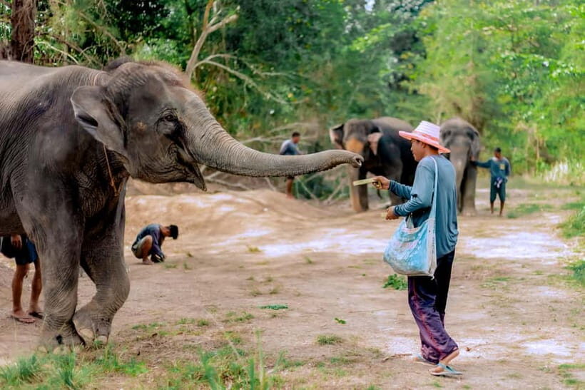 Phuket: Elephant Sanctuary Feed and Bathe Gentle Giants - Exploring the Experience in Detail