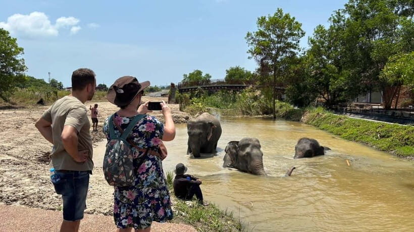 Phuket: Freedom Elephant Reserve - Ethereal Nature Walk - Potential Drawbacks