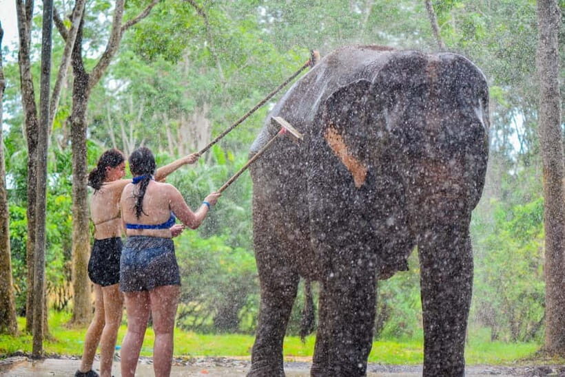 Phuket: Happy Hour Feed and Rain Shower with Elephant - The Value of the Experience
