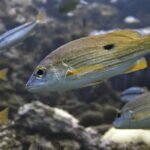 Phuket Scuba Diving Tour with Transportation - FAQ