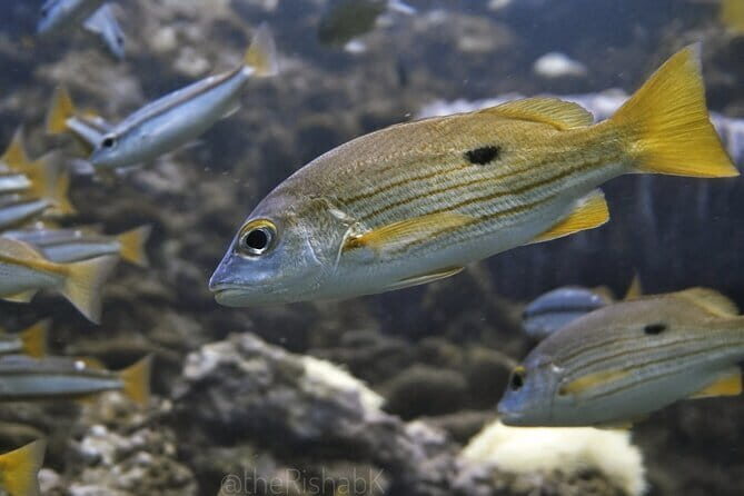 Phuket Scuba Diving Tour with Transportation - FAQ