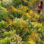 Pick Your Own Flowers on the Farm - An In-Depth Look at the Experience