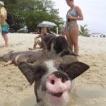 Pig Island Snorkeling & Sightseeing Tour By Speedboat From Koh Samui - Transportation, Group Size, and Timing