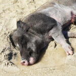 Pig Island(Koh Mudsum) and Koh Tan Half Day Snorkeling Tour - What to Expect from the Tour