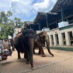 Pinnawala Day Tour from Kandy (Private tour ) - The Sum Up: Is This Tour Right for You?