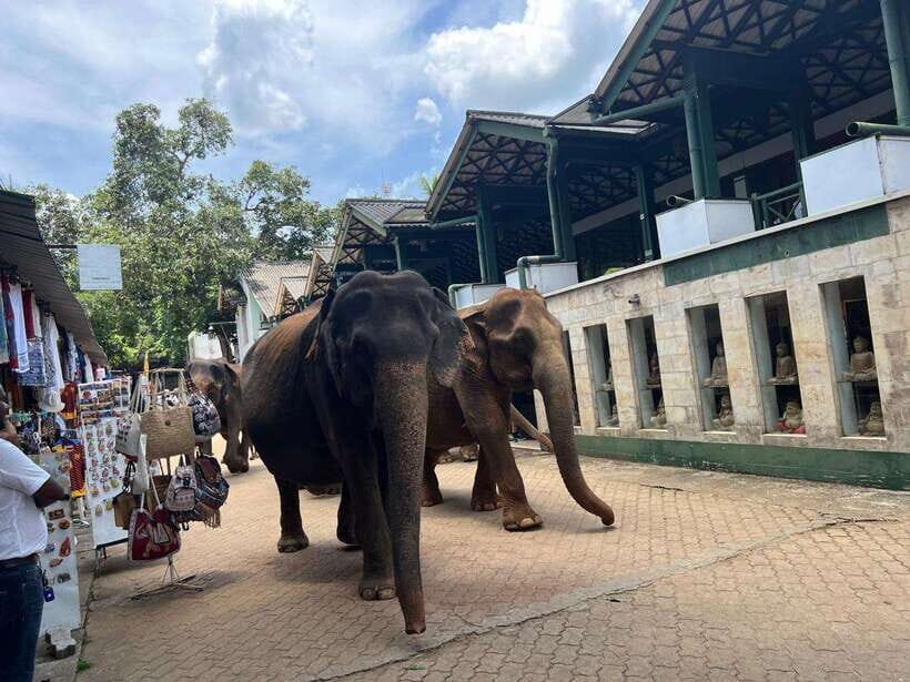 Pinnawala Day Tour from Kandy (Private tour ) - The Sum Up: Is This Tour Right for You?