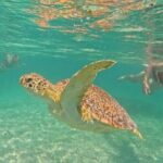 Playa del Carmen Tour Akumal Swimming With Turtles And Lagoon Yal Ku - Final Thoughts