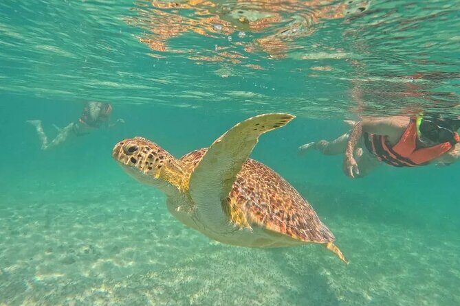 Playa del Carmen Tour Akumal Swimming With Turtles And Lagoon Yal Ku - Final Thoughts