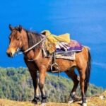Pokhara: 1-Hour Horseback Ride with Hotel Pickup - A Thorough Look at the Experience
