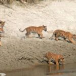 Pokhara: 1 Night 2 Day Chitwan Safari Tour - A Detailed Look at the Chitwan Safari Experience