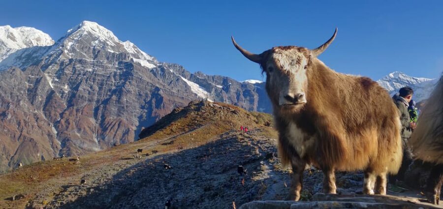 Pokhara: 4-Day Mesmerizing Mardi Himal Guided Trek - What Makes This Trek Special?