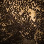 Pokhara:Mahendra, Gupteshwor Mahadev & Bat Cave Private Tour - Who Will Enjoy This Tour?