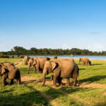 Polonnaruwa Ancient City and Wildlife Safari from Dambulla - Exploring Polonnaruwa: A Treasure Trove of History