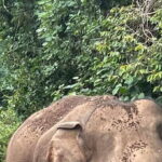 Polonnaruwa Sight Seeing Tour and Minneriya Elephant Safari - Who Should Sign Up?