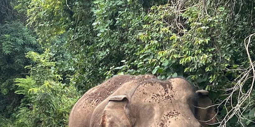 Polonnaruwa Sight Seeing Tour and Minneriya Elephant Safari - Who Should Sign Up?