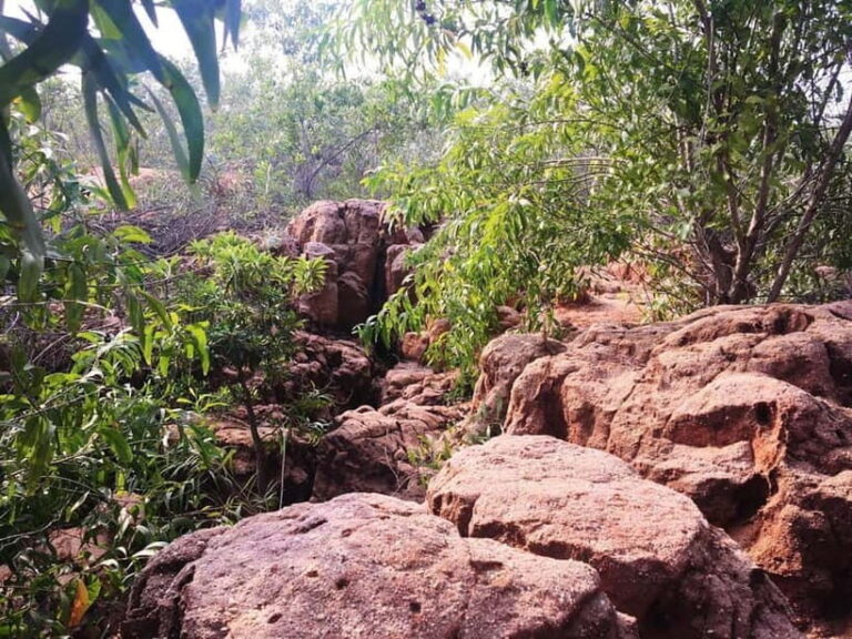Pondicherry: Tropical Dry Evergreen Forest Guided Walk - FAQ about the Pondicherry Tropical Dry Evergreen Forest Guided Walk