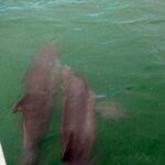 Pontoon Sightseeing and Shelling Excursion to Keeywaydin Island - Frequently Asked Questions