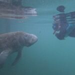 Pre-Season Special Manatee Snorkel Tour in Crystal River - Why Choose This Tour?