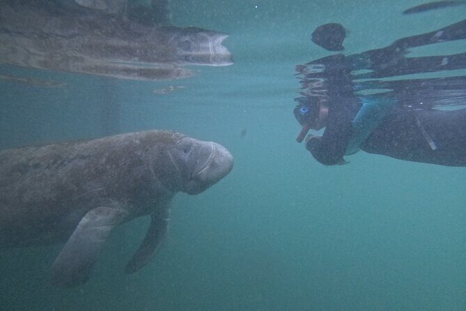 Pre-Season Special Manatee Snorkel Tour in Crystal River - Why Choose This Tour?